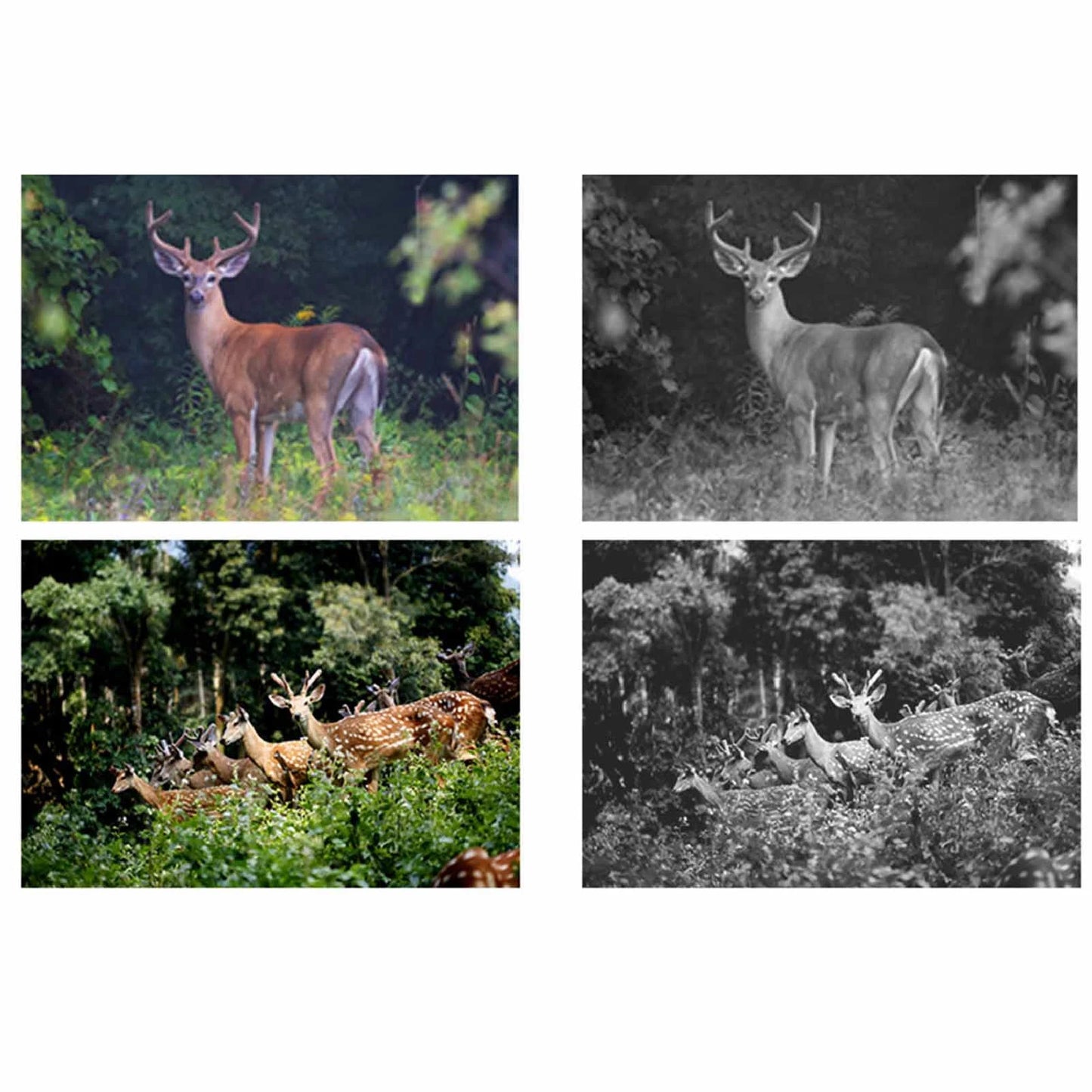 Infrared Night Vision Wildlife Trail Camera with HD Display and IP66 Waterproof